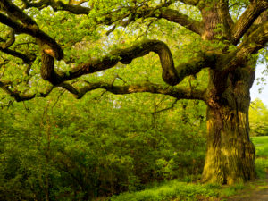 Europe, Germany, Hesse, Lahn-Dill-Bergland Nature Park, old oak near Ballersbach (natural monument) Europe, Germany, Hesse, Lahn-Dill-Bergland Nature Park, old oak near Ballersbach (natural monument)
